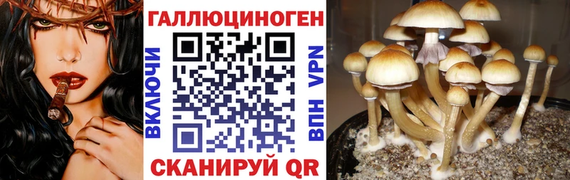 Галлюциногенные грибы Psilocybe  Гаджиево 